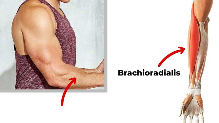 Forearm muscle