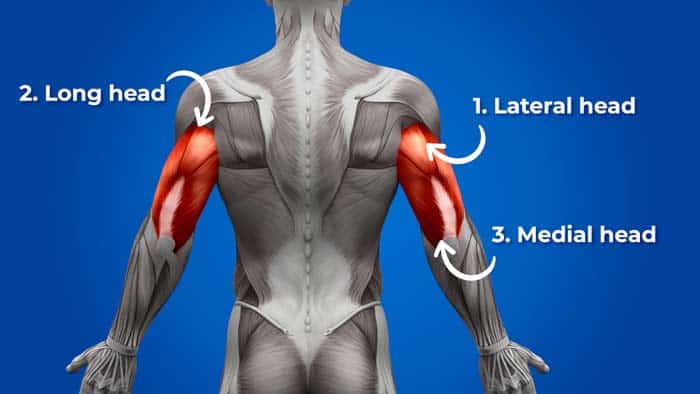Tricep muscles