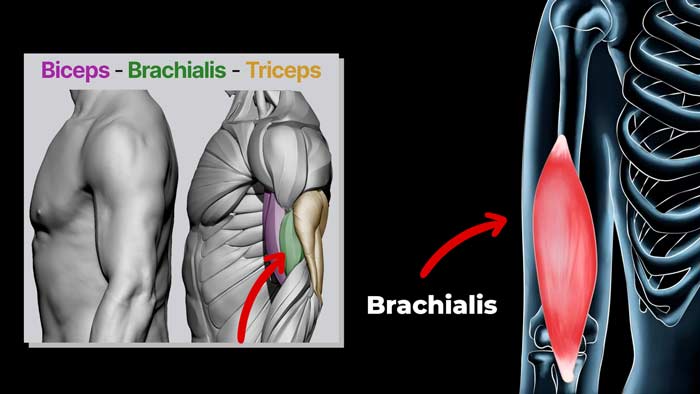 Upper arm muscles