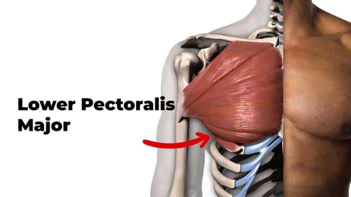 Lower chest muscle