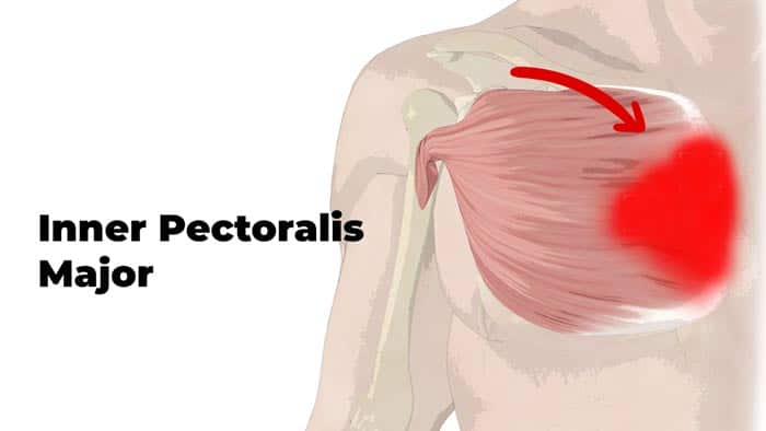 Inner chest muscle