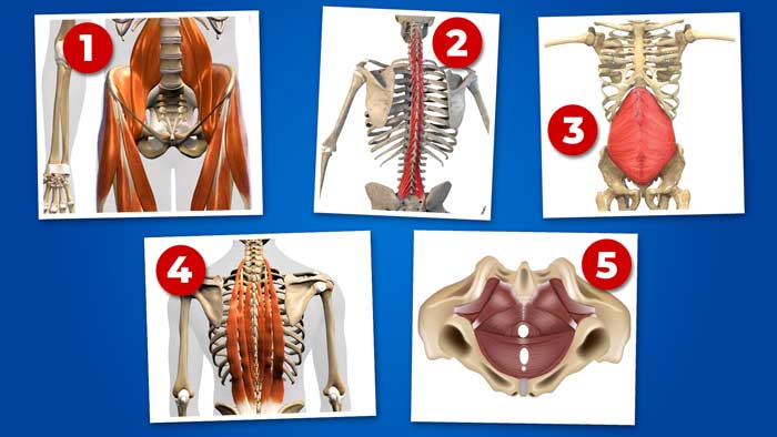 5 out of 7 deep core stabilizers completely underdeveloped—causing back pain and poor posture.