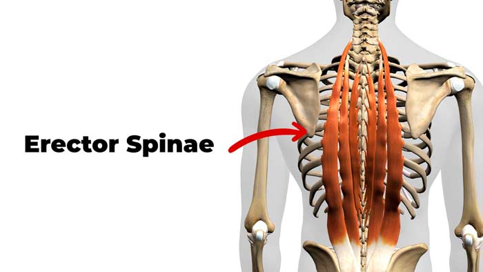 Erector Spinae muscles