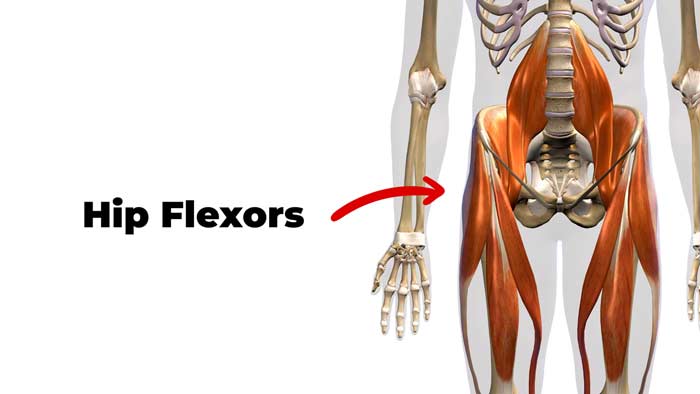 Hip flexor muscles