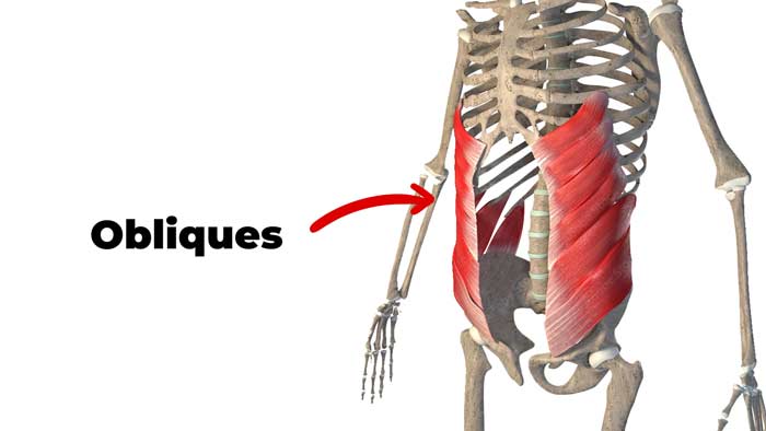 Oblique muscles