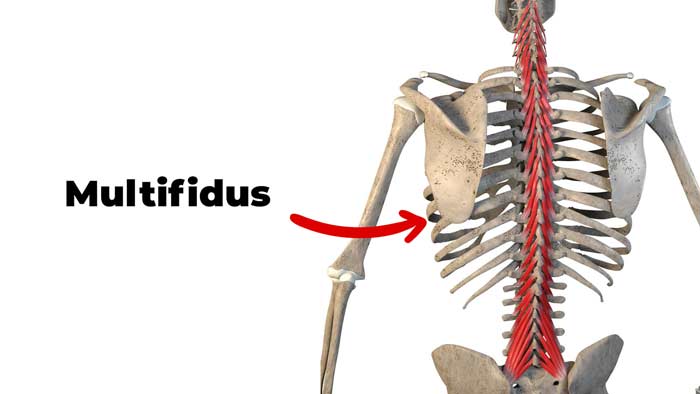 Multifidus Muscles