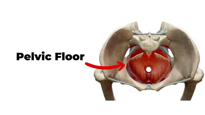Pelvic Floor Muscles