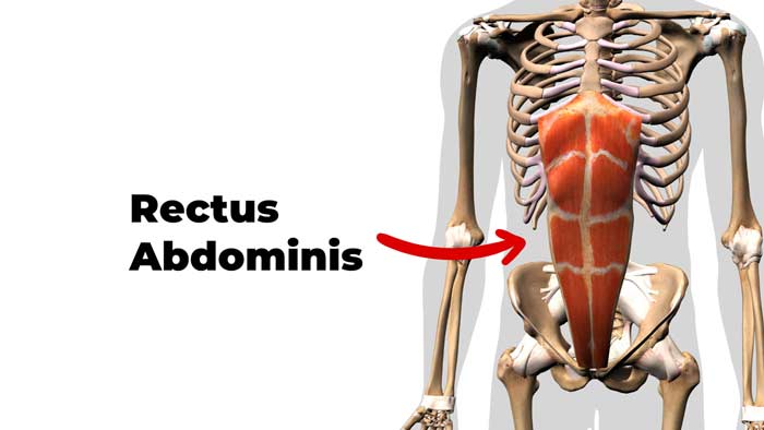 Rectus Abdominis Muscles