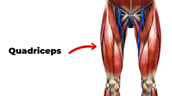 Quadriceps muscle