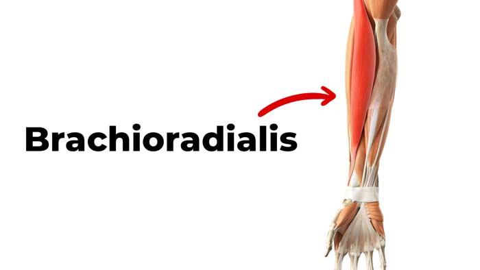Branchioradialis muscle