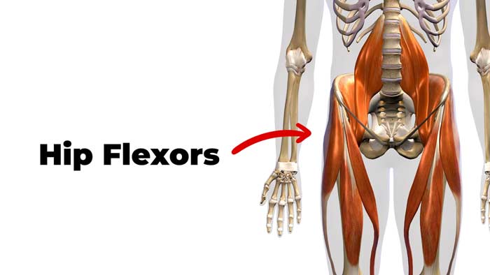 Hip flexor muscles