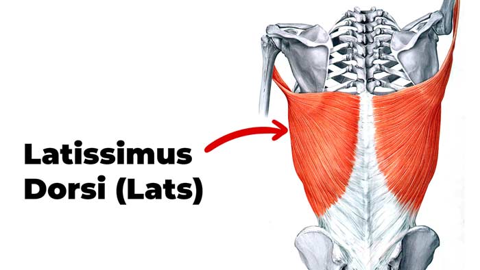 Latissimus dorsi muscle
