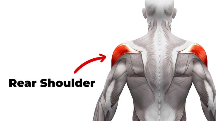 Rear shoulder muscle