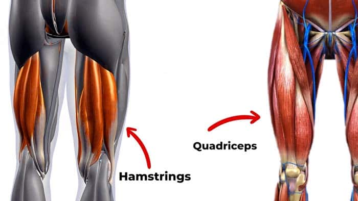 Quads and hamstring muscles