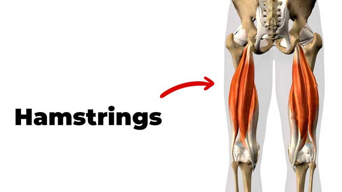 Hamstring muscles