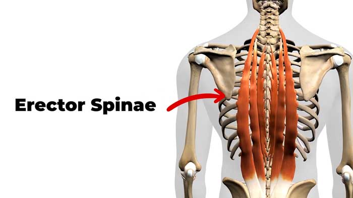 Erector Spinae muscles