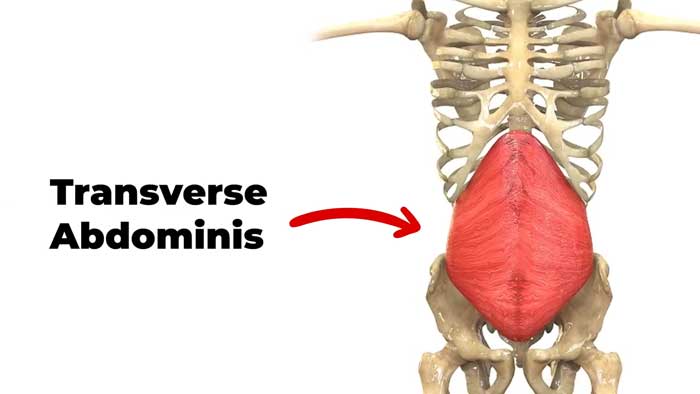 Transverse Abdominis muscles