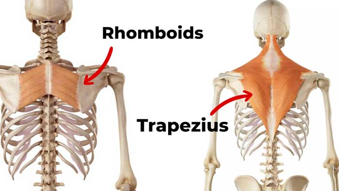 Rhomboids and trapezius muscles