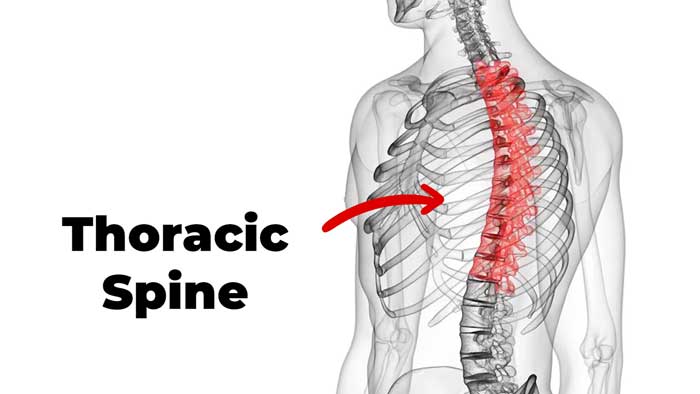 Thoracic spine