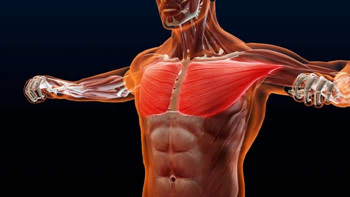 chest muscle