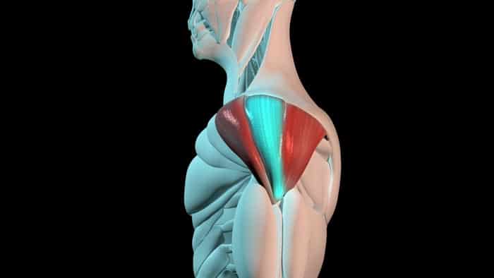 middle shoulder muscle