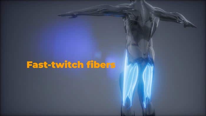 fast twitch fibers