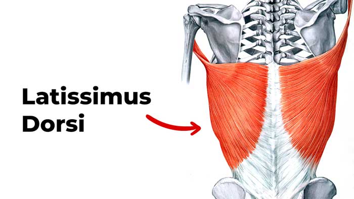 Latimus dorsi muscle
