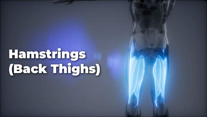Hamstring muscles