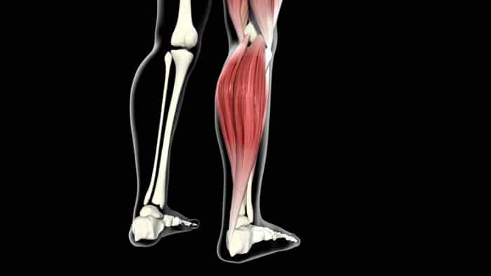 Calve muscle