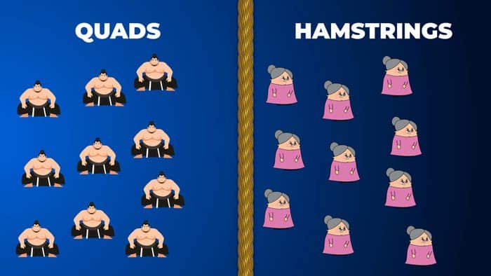 Quads vs hamstring strength