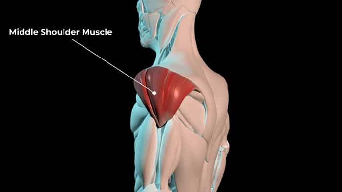 Middle shoulder muscles