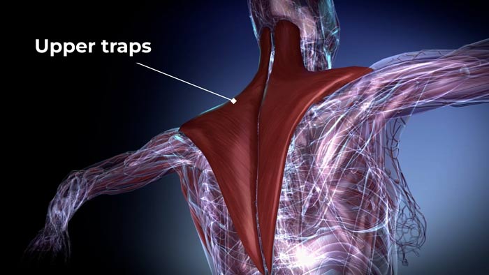 Upper trap muscles